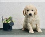 Small Photo #1 Goldendoodle-Poodle (Toy) Mix Puppy For Sale in NAPPANEE, IN, USA