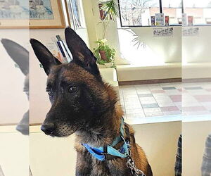 Mutt Dogs for adoption in Imlay City, MI, USA