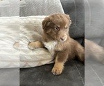 Puppy Puppy 2 Australian Shepherd