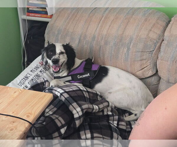 Medium Photo #3 Brittany-Unknown Mix Puppy For Sale in Curwensville, PA, USA