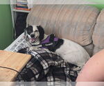 Small #2 Brittany Mix
