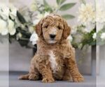 Small Photo #5 Goldendoodle (Miniature) Puppy For Sale in EAST EARL, PA, USA