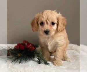 Cavapoo-Poodle (Miniature) Mix Puppy for sale in MIDDLESEX, NY, USA