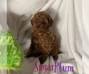 Goldendoodle (Miniature) Puppy for sale in RANCHO CUCAMONGA, CA, USA