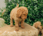 Small Photo #26 Goldendoodle Puppy For Sale in PECK, KS, USA