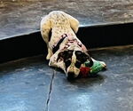 Small #15 American Bulldog-German Shepherd Dog Mix