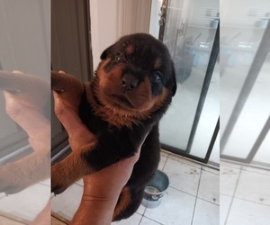 Brottweiler Puppy for Sale in LAKELAND, Florida USA