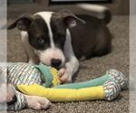 Small #1 Labrador Retriever Mix