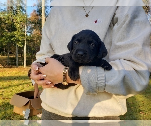 Medium Photo #14 Labrador Retriever Puppy For Sale in FAYETTEVILLE, GA, USA