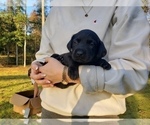 Small Photo #14 Labrador Retriever Puppy For Sale in FAYETTEVILLE, GA, USA