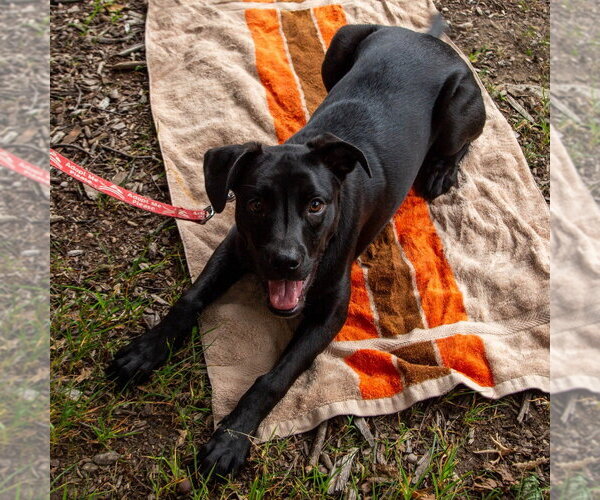 Medium Photo #28 Labrador Retriever-Unknown Mix Puppy For Sale in Canton, CT, USA