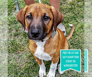 Mutt Dogs for adoption in Boston, MA, USA