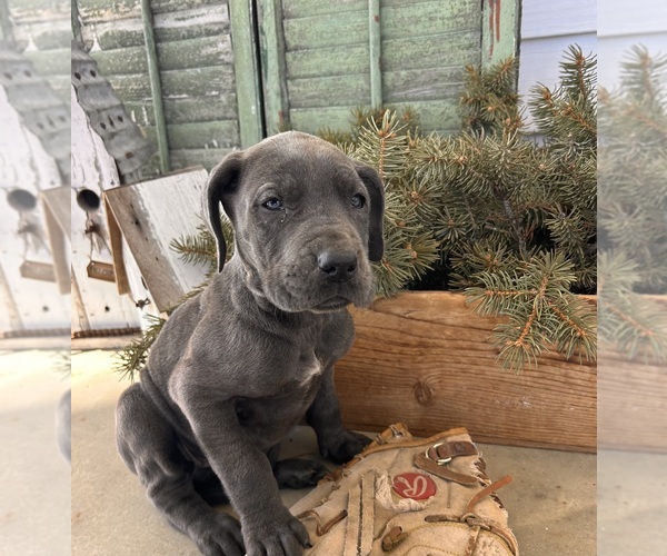 Medium Photo #2 Great Dane Puppy For Sale in MIDDLEBURY, IN, USA