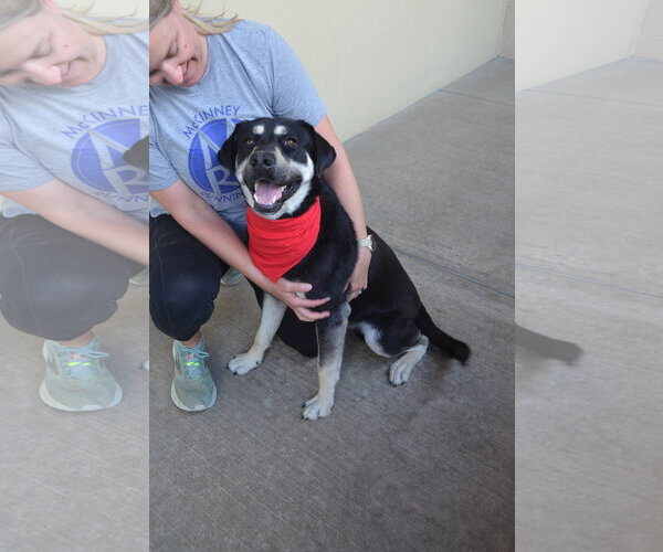 Medium Photo #3 Mutt Puppy For Sale in McKinney, TX, USA