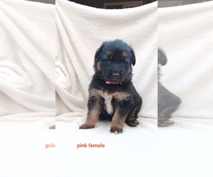 German Shepherd Dog Puppy for sale in PELZER, SC, USA