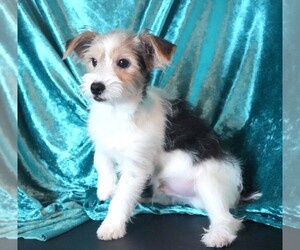 Morkie Puppy for sale in ROCK VALLEY, IA, USA