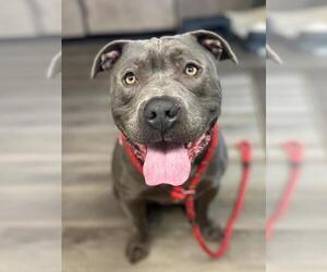 Mutt Dogs for adoption in Woodland, CA, USA