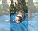 Small Photo #5 Australian Shepherd Puppy For Sale in SEYMOUR, MO, USA