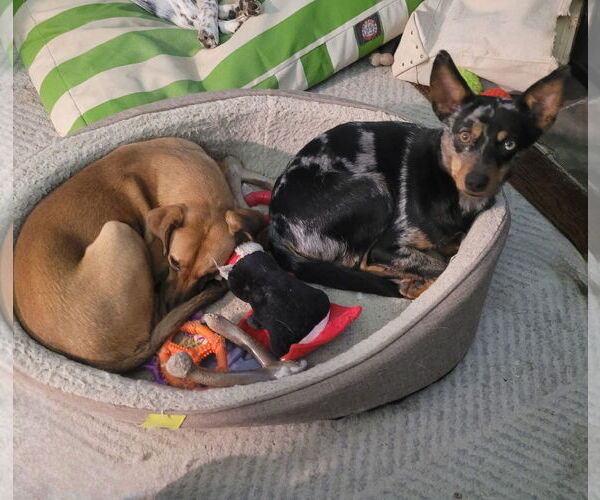 Medium Photo #2 Australian Shepherd-Unknown Mix Puppy For Sale in FAIRLAWN, OH, USA