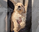 Puppy Purple Labradoodle