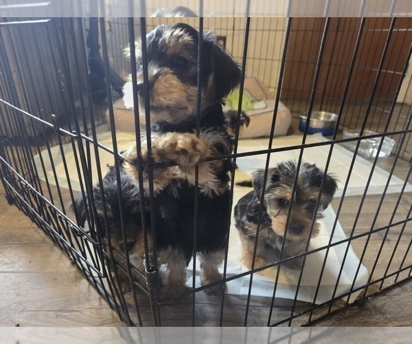 Medium Photo #16 Yorkshire Terrier Puppy For Sale in NORTHGLENN, CO, USA