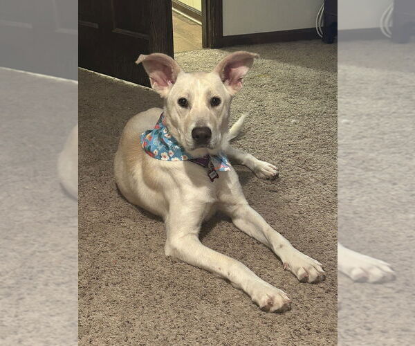 Medium Photo #3 Carolina Dog-Unknown Mix Puppy For Sale in Boston, MA, USA