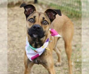 Mutt Dogs for adoption in San Antonio, TX, USA