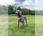Small #1 Weimaraner