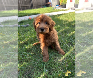 Goldendoodle (Miniature) Puppy for Sale in MILWAUKEE, Wisconsin USA