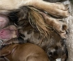 Small Photo #6 Dachshund Puppy For Sale in MECHANICSVILLE, VA, USA