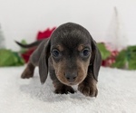 Small #10 Dachshund