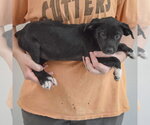 Small #2 Border Collie Mix