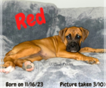 Puppy Scarlet Red Boxer