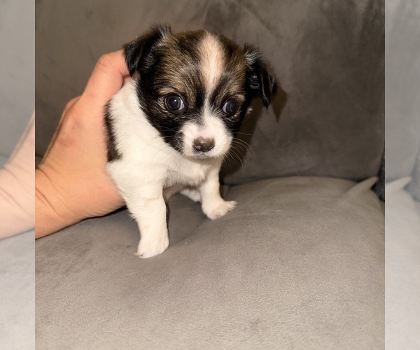Medium Photo #5 Chihuahua Puppy For Sale in ELIZABETHTOWN, PA, USA