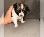 Small #4 Chihuahua