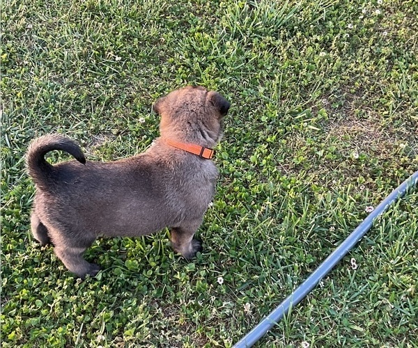Medium Photo #3 Belgian Malinois Puppy For Sale in LINCOLNTON, NC, USA