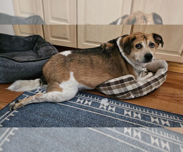 Medium Photo #2 Beagle-Redbone Coonhound Mix Puppy For Sale in Springdale, PA, USA