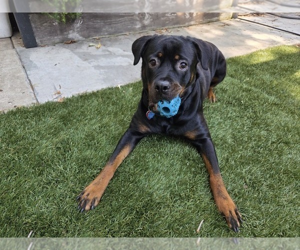 Medium Photo #6 Rottweiler Puppy For Sale in CHICAGO, IL, USA