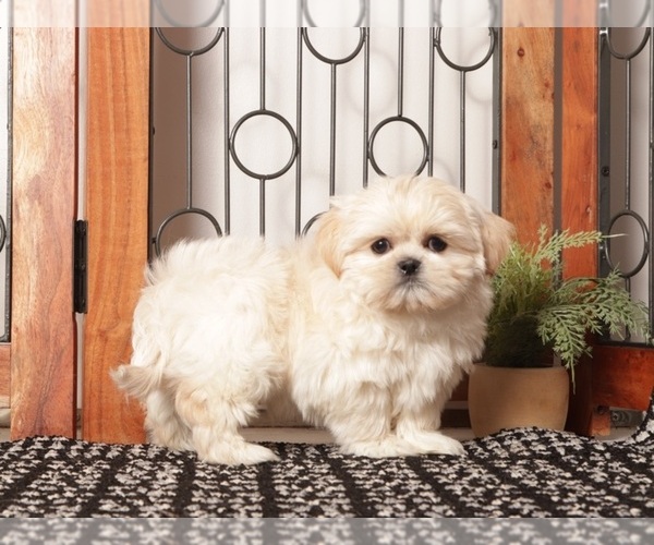 Medium Photo #4 Shih Tzu Puppy For Sale in NAPLES, FL, USA