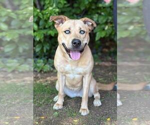 Labrador Retriever-Unknown Mix Dogs for adoption in Spring Lake, NJ, USA