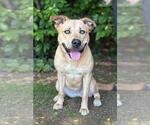 Small Labrador Retriever Mix