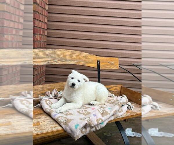 Medium Photo #5 German Shepherd Dog Puppy For Sale in GREENWOOD, WI, USA