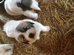 Great Pyrenees Puppy for sale in SANDWICH, IL, USA