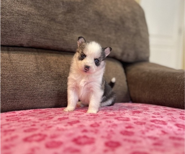 Medium Photo #4 Pomsky Puppy For Sale in DRACUT, MA, USA
