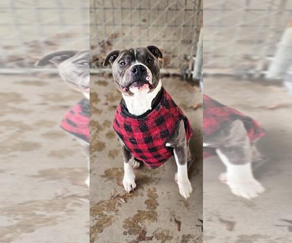 Medium Photo #1 American Pit Bull Terrier Puppy For Sale in DuQuoin, IL, USA