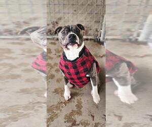 American Pit Bull Terrier Dogs for adoption in DuQuoin, IL, USA