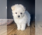 Small Photo #2 Pomeranian-Poodle (Toy) Mix Puppy For Sale in PORTAGE, MI, USA