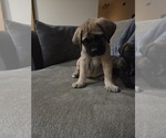 Small #1 Mastiff