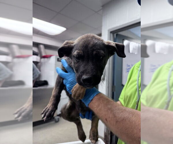 Medium Photo #1 Labrador Retriever-Unknown Mix Puppy For Sale in Oklahoma City, OK, USA