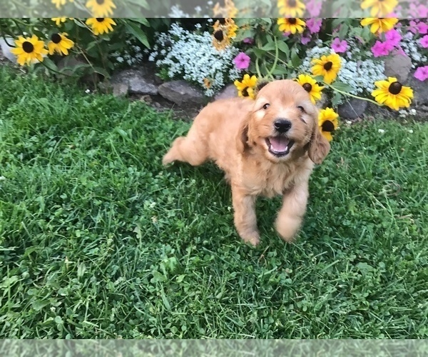 Medium Photo #1 Goldendoodle-Poodle (Miniature) Mix Puppy For Sale in CURTISS, WI, USA